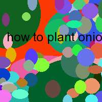 how to plant onions